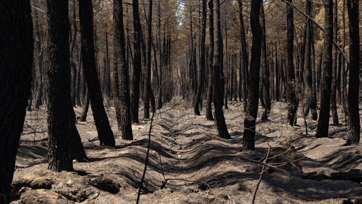 Un pinar de Tábara quemado en el incendio de Losacio