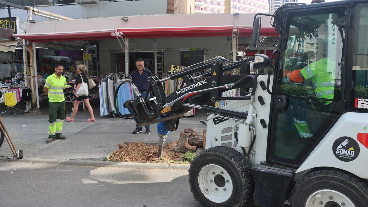Los trabajos para retirar las raíces de los árboles en Benidorm.