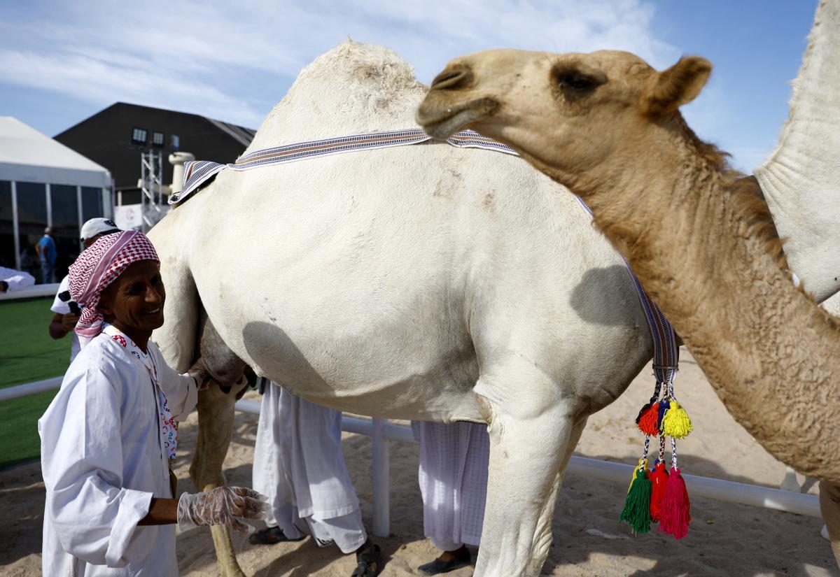 Concurso de belleza de camellos en Qatar