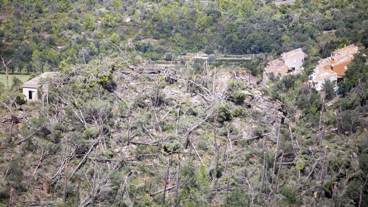 Das Unwetter entwurzelte tausende Bäume in Banyalbufar, Esporles y Valldemossa