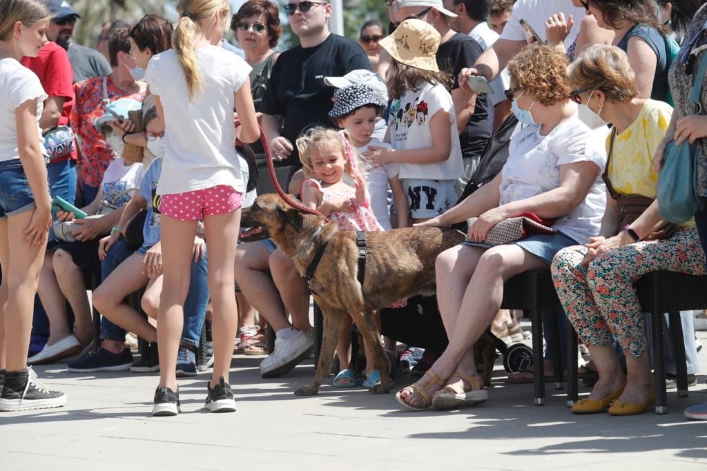 Pasarela de perros de adopción en Bioparc