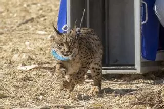 Hallan en la A-92 el cadáver de un lince que se liberó en Murcia