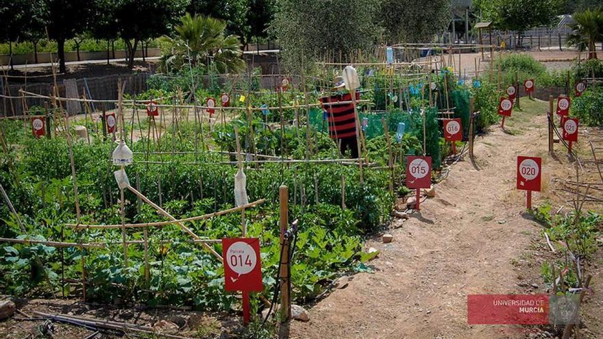 Huertos ecológicos gratis para alumnos y trabajadores