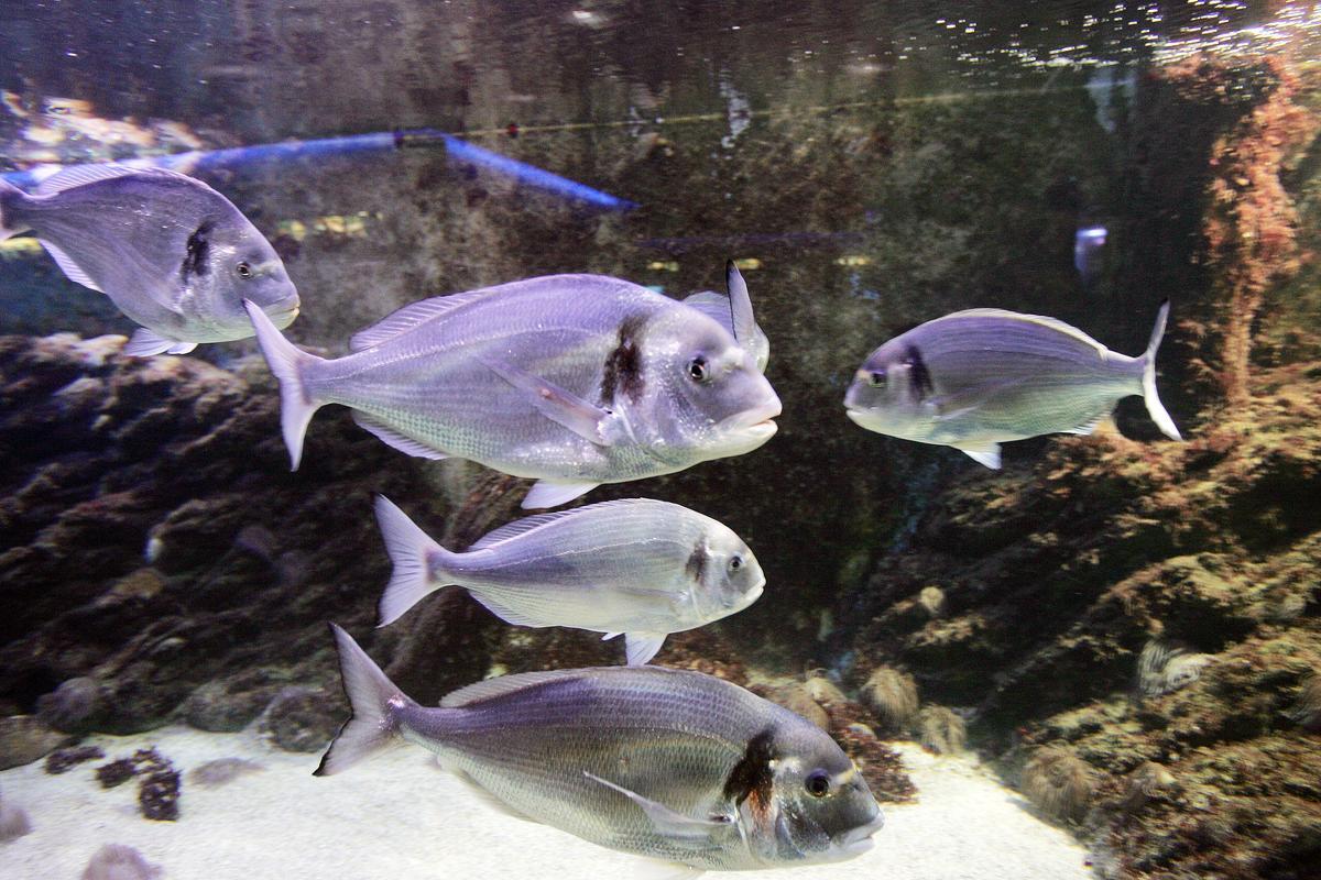 Peces en el Museo del Mar de Santa Pola