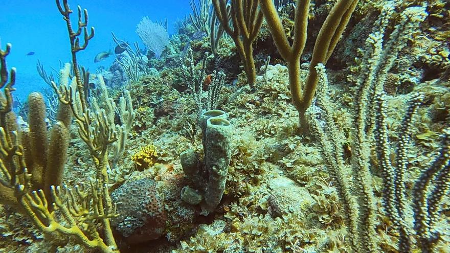 Los corales se adaptan mejor de lo pensado al cambio climático