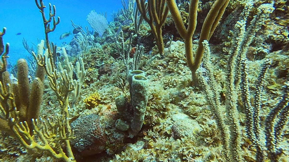 Corales en la costa de Cuba.