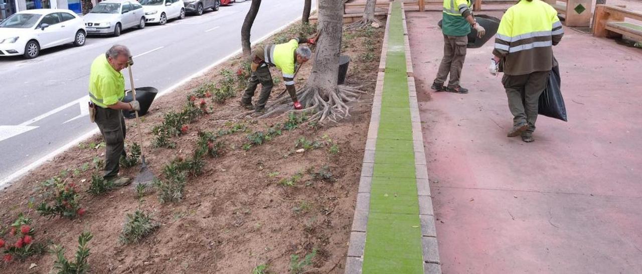 Mejora del ajardinamiento en la avenida de la Libertad