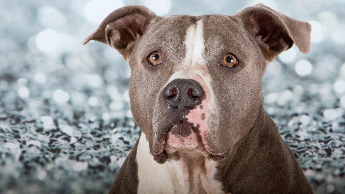 Un perro American Staffordshire Terrier.