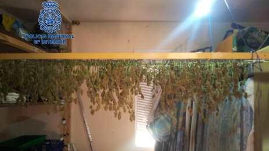 Plantas de marihuana en proceso de secado.