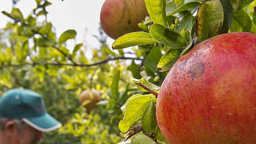 Las granadas son ideales para incluir en una dieta de otoño.