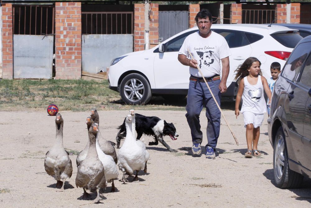 Jordi Muxach dóna a conèixer als turistes l''ofici de pastor i la importància dels gossos d''atura