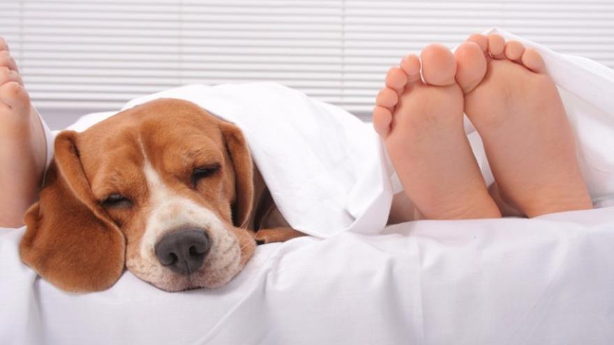 Es malo dormir con tu perro? - Información