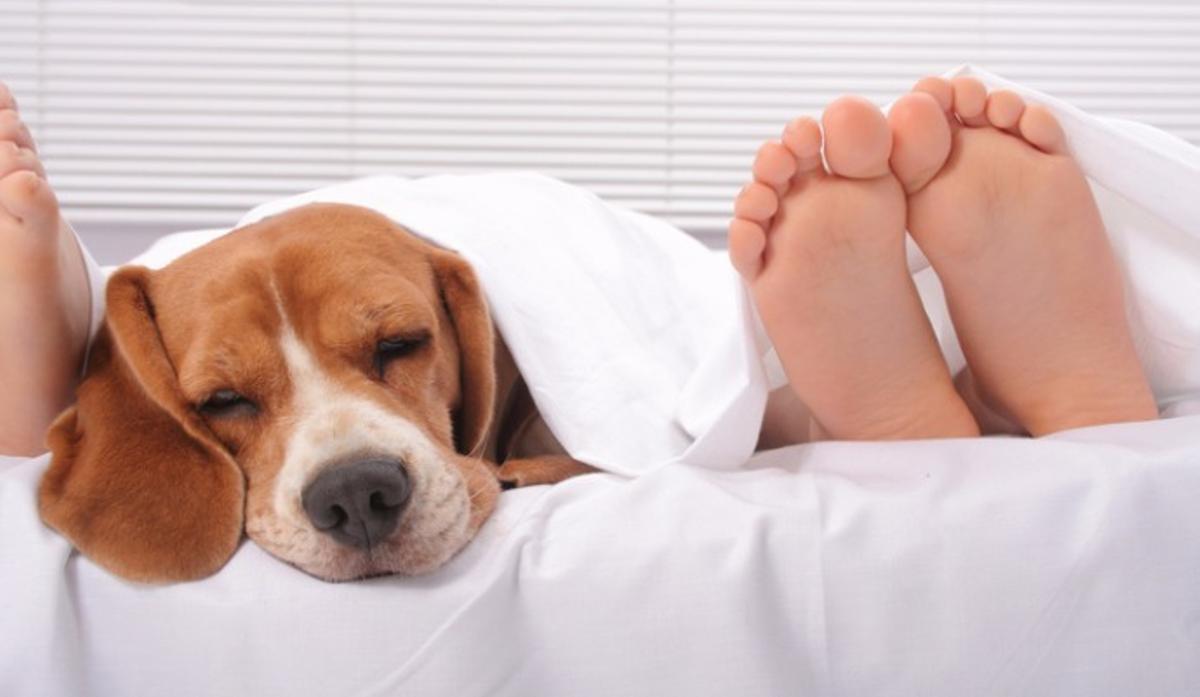 ¿Es malo dormir con el perro?