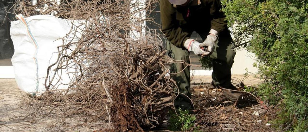 Momento de la tala de las plantas de romero infectadas por &#039;Xylella&#039;.