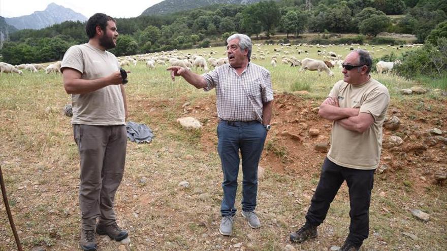 Los osos serán habituales en la Jacetania en unos cinco años