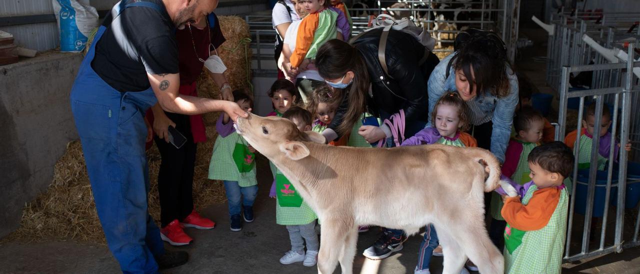 Vista de un grupo de niños y niñas de guardería a la granja de vacas de leche de Jorge Hernández, en Monfarracinos. | |  EMILIO FRAILE