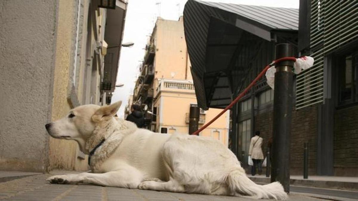 Un gos lligat al carrer.