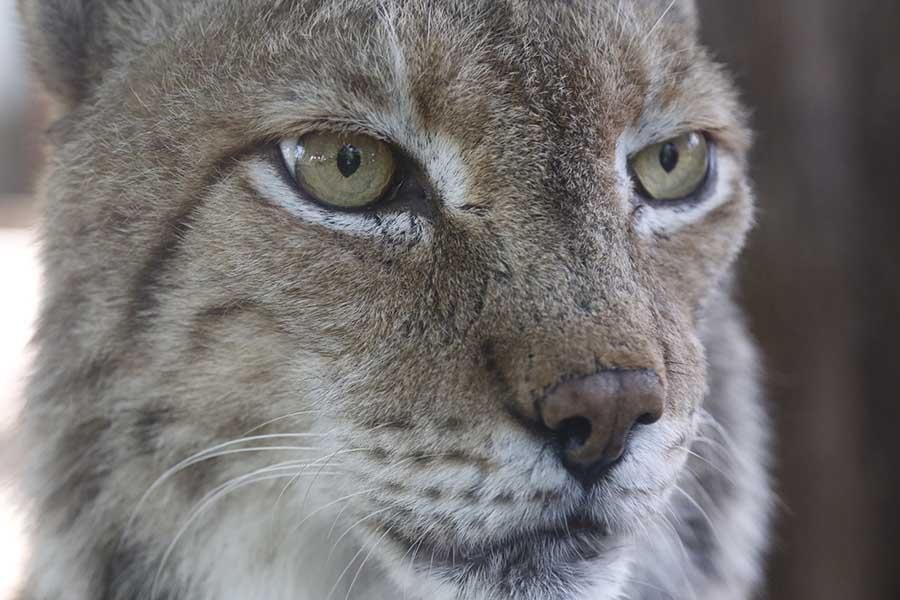 Coronavirus en Córdoba: los animales del zoológico siguen con su rutina diaria