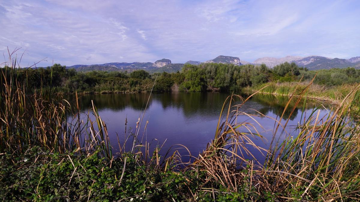 Imagen de la zona húmeda en la EDAR de Binissalem.