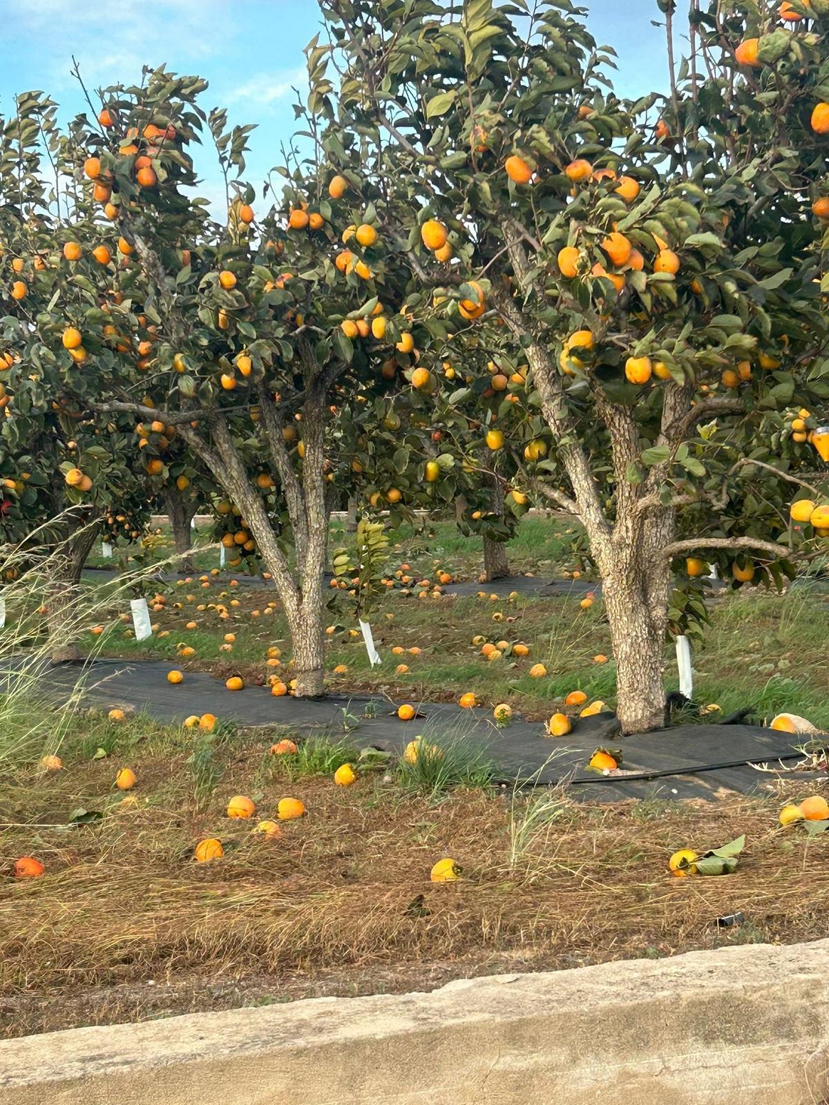 Foto frutos caídos