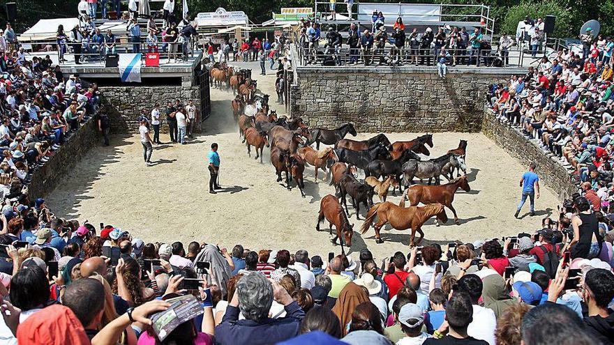 Caballos entrando, en 2019, al último curro de la temporada en Sabucedo.