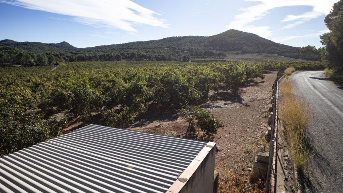Terrenos donde se han proyectado las plantas.