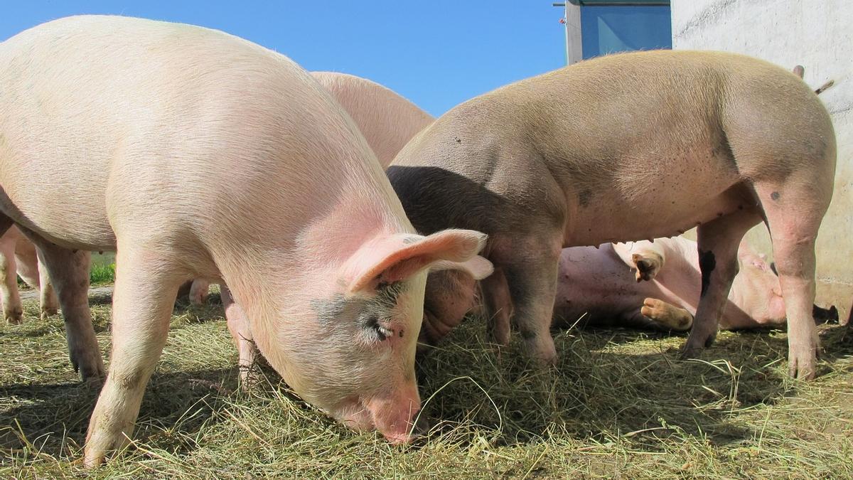 Varios cerdos en una granja