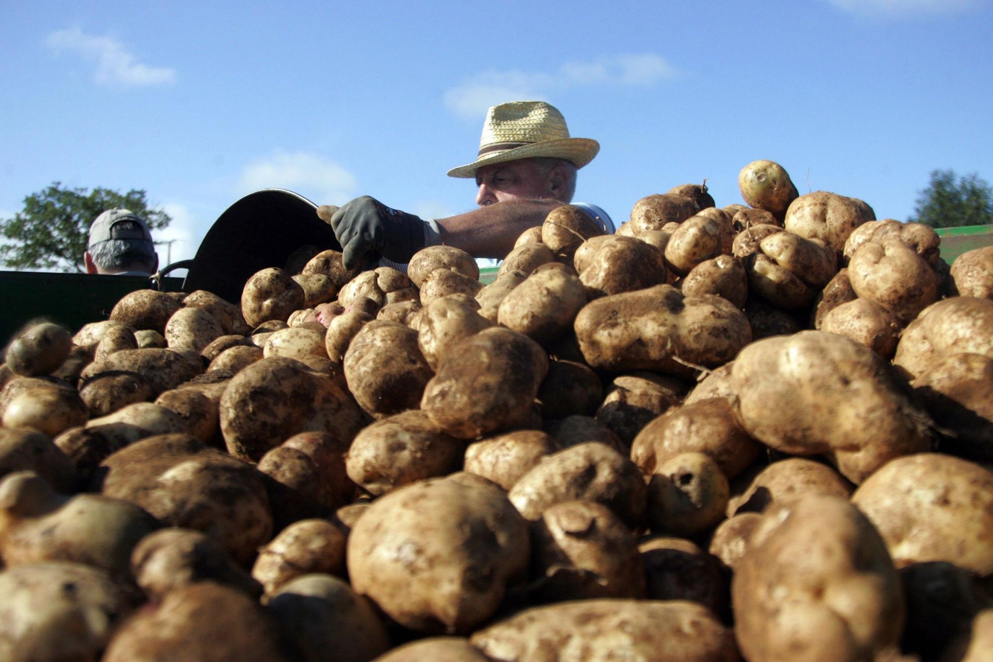 Recogida de patatas en Lalín, Pontevedra.