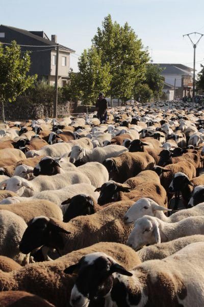 Fiesta de la Trashumancia en San Vitero