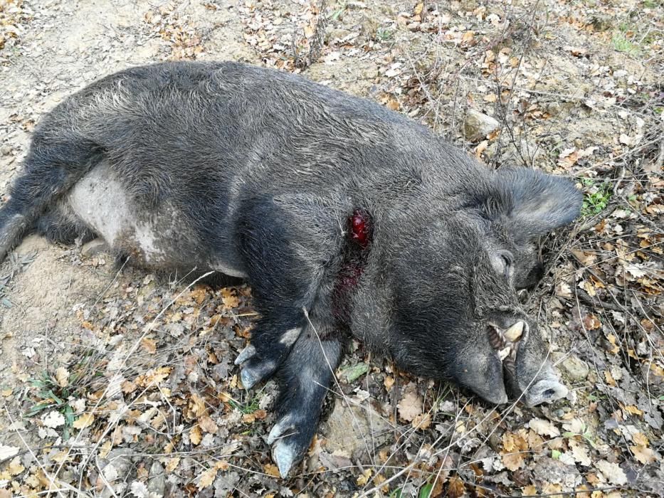 Cacen al Berguedà el que pot ser el porc senglar més gran d'Espanya