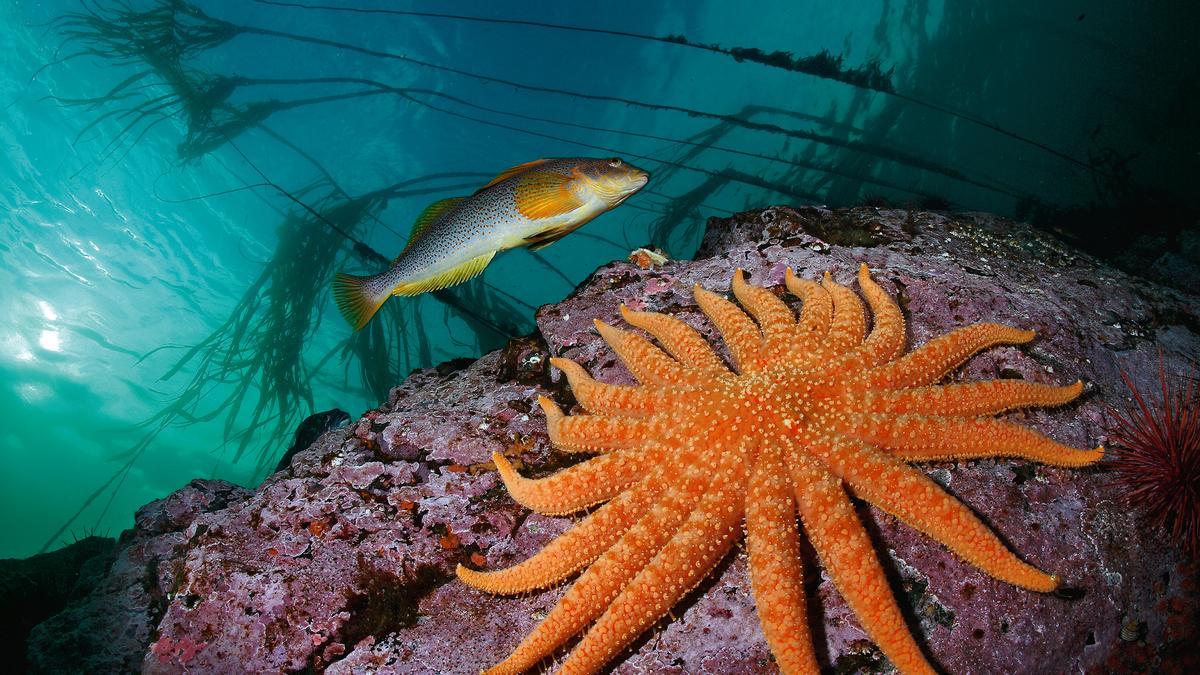 Un bacalao largo pasa nadando junto a una estrella de mar girasol de 19 brazos en Whiskey Point, isla de Quadra, Columbia Británica, Canadá.
