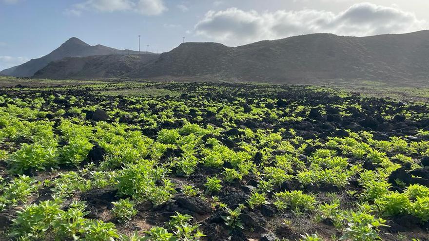 This has been the spectacular visual change that La Isleta has undergone after the rains