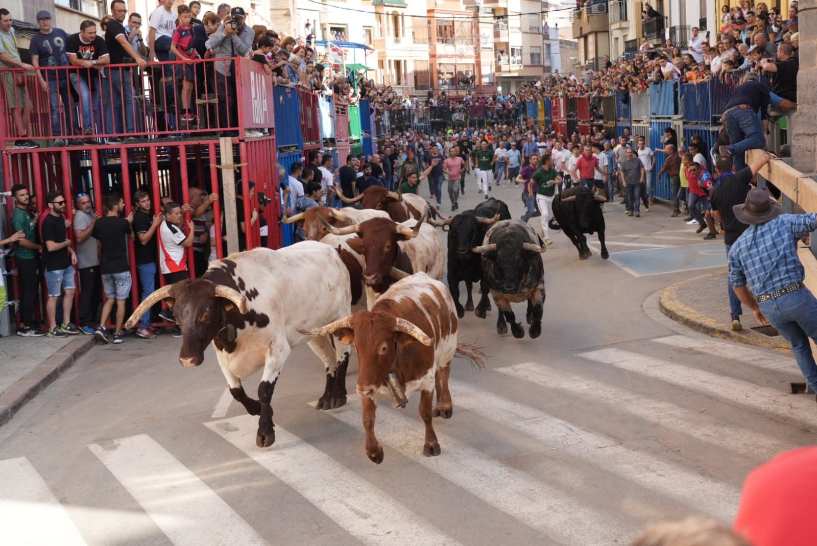 Las mejores imágenes del encierro de  Couto de Fornilhos y Santa Teresa en Onda