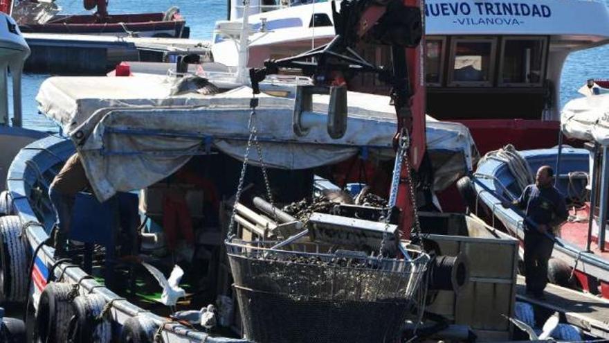 Algunos barcos llegaron a puerto cargados de mejillón, ayer por la mañana. Pero tenía que devolverlo a las bateas de origen a causa de los cierres por biotoxinas.  // Iñaki Abella