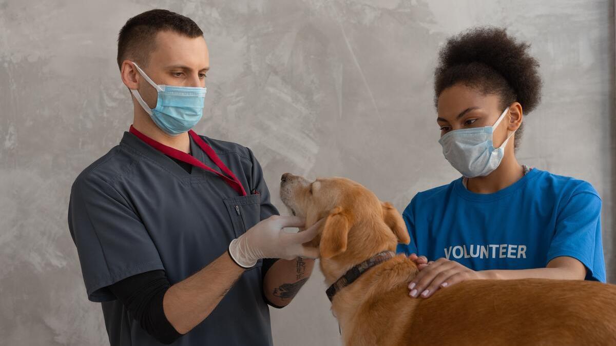 ¿Cuánto cobran los veterinarios?