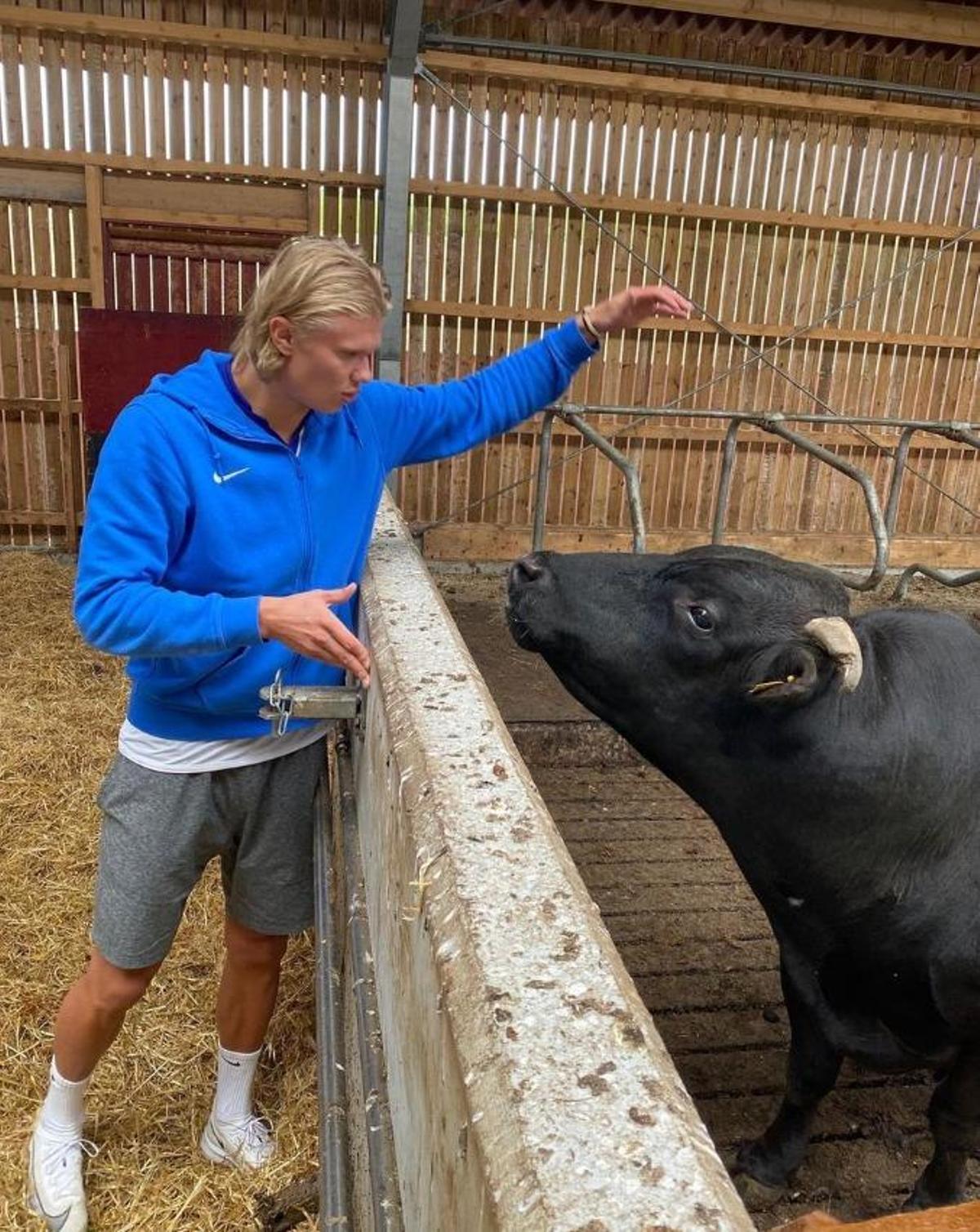 Haaland con vacas