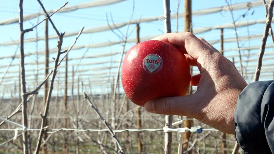 Una poma catalana adaptada al canvi climàtic: així és la Tutti, que es començarà a vendre aquesta tardor