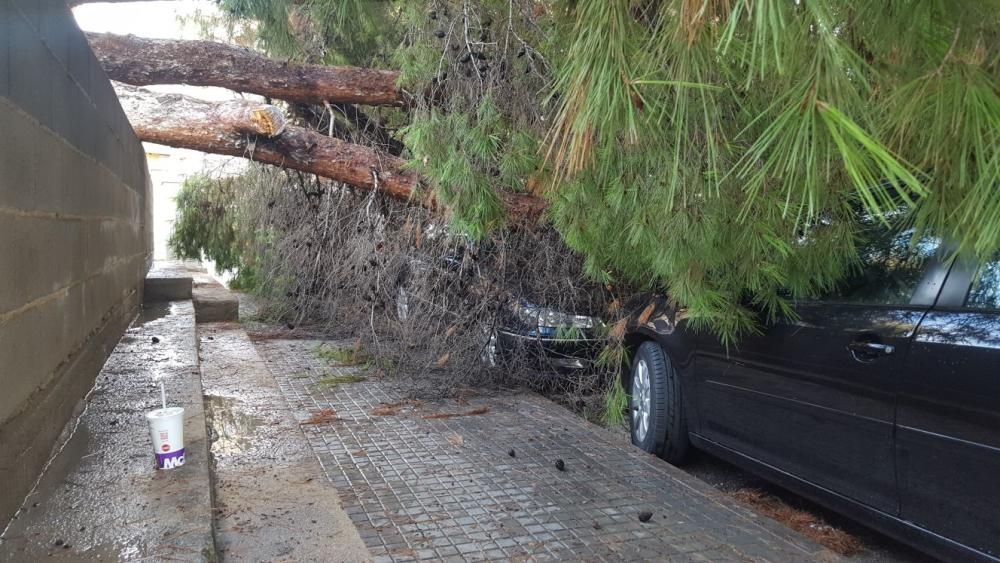 Un pino aplasta tres coches en Son Dameto