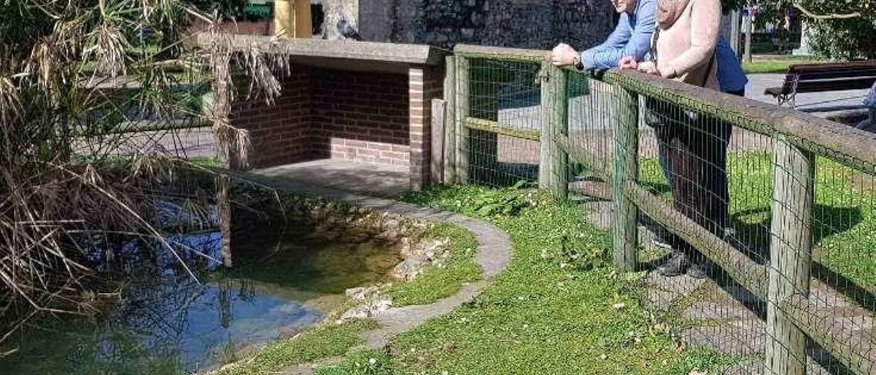 Tortugas al sol que más calienta en la Villa