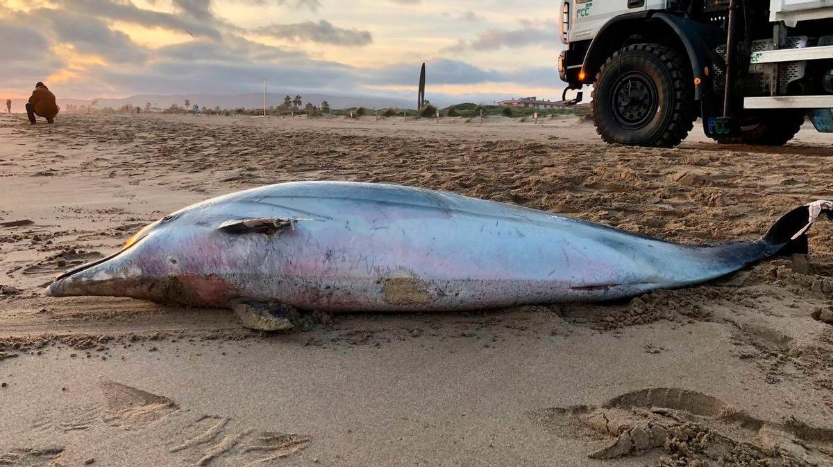 Uno de los delfines muertos en la playa de Gavà. Uno de los delfines muertos en la playa de Gavà.