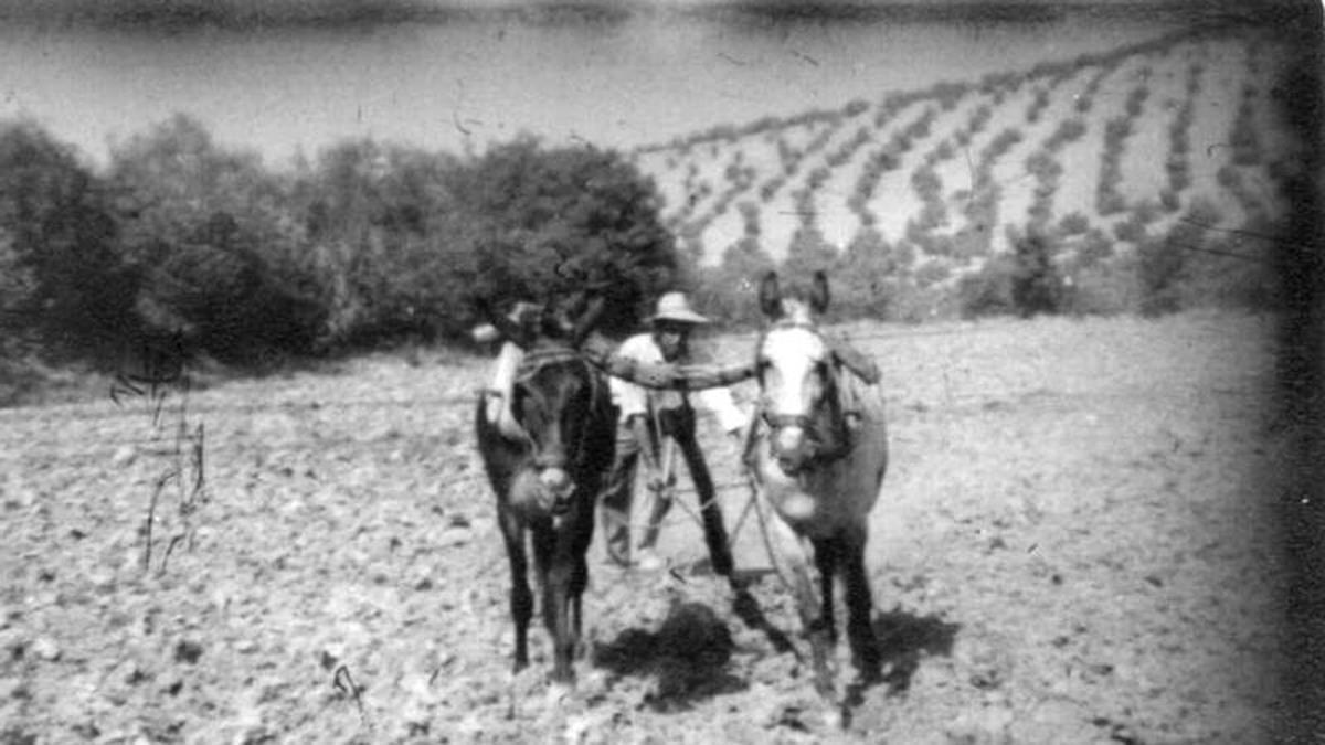 Arando la tierra.