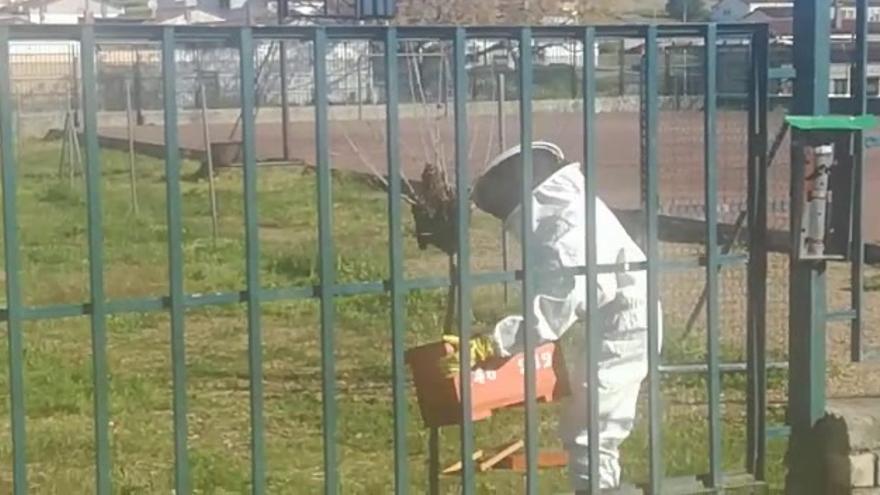 Retiran un enjambre de abejas del colegio Santa Engracia de Badajoz