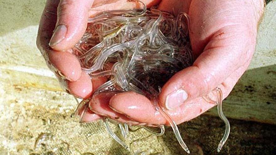 Un pescador muestra angulas capturadas en el río Miño, en una campaña anterior.