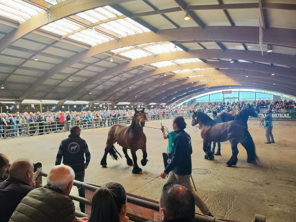 Éxito de participación y público en el certamen equino de Siero