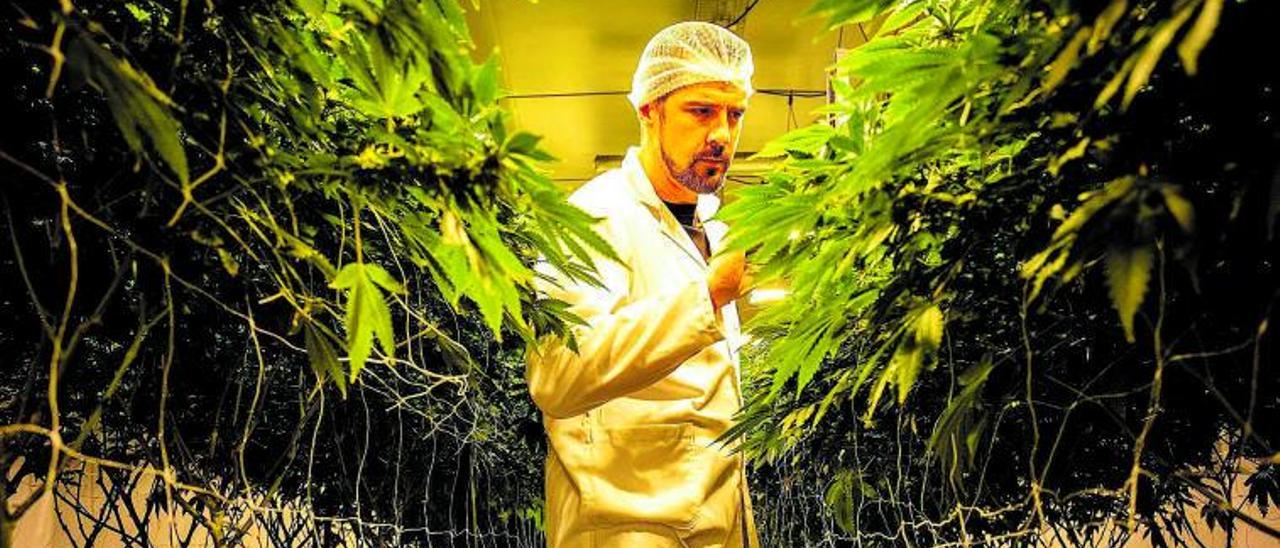 El CEO de la empresa Cilo Cybin, Gabriel Theron, observa una de sus plantaciones de cannabis en la localidad sudafricana de Pretoria.