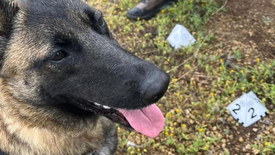 ‘Teno’ and ‘Jama’, the dogs of La Tahonilla, an example to follow for Seprona