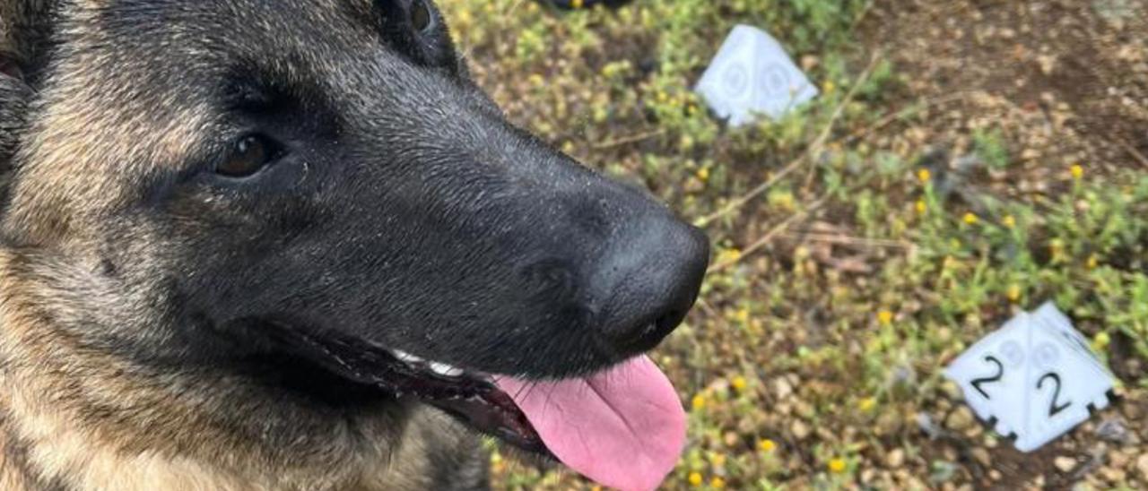 Uno de los perros de la unidad canina insular, en plena acció