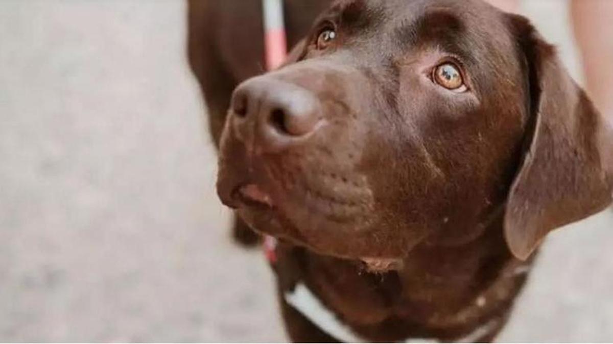 Hunde dürfen bald auch mit in den Bus - aber nur in Transportboxen