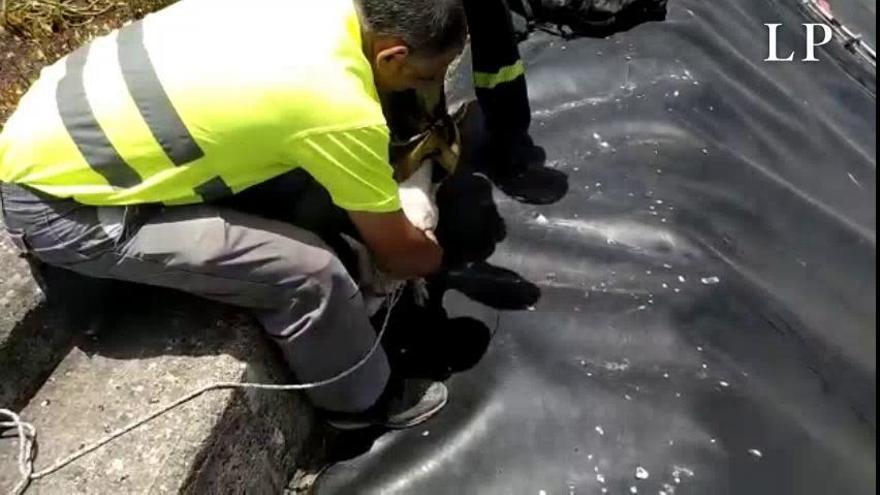 Los bomberos rescatan a dos perros atrapados en un tanque de Tenteniguada