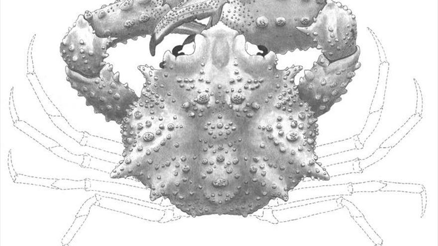 Hallada una nueva especie de cangrejo fósil